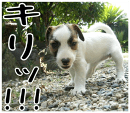 MIEDOG Jack Russell terrier sticker 6 sticker #14634926