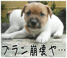 MIEDOG Jack Russell terrier sticker 6 sticker #14634927