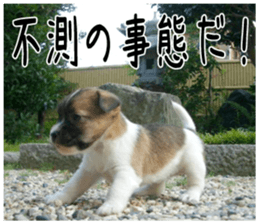 MIEDOG Jack Russell terrier sticker 6 sticker #14634928