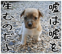 MIEDOG Jack Russell terrier sticker 6 sticker #14634930