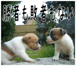 MIEDOG Jack Russell terrier sticker 6 sticker #14634931