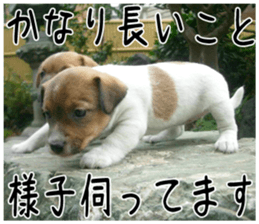 MIEDOG Jack Russell terrier sticker 6 sticker #14634932