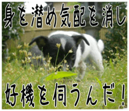 MIEDOG Jack Russell terrier sticker 6 sticker #14634933