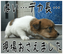 MIEDOG Jack Russell terrier sticker 6 sticker #14634934
