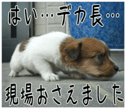 MIEDOG Jack Russell terrier sticker 6 sticker #14634934