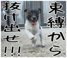 MIEDOG Jack Russell terrier sticker 6 sticker #14634935