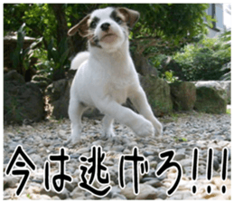 MIEDOG Jack Russell terrier sticker 6 sticker #14634936