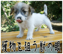MIEDOG Jack Russell terrier sticker 6 sticker #14634937