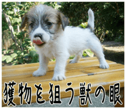 MIEDOG Jack Russell terrier sticker 6 sticker #14634937