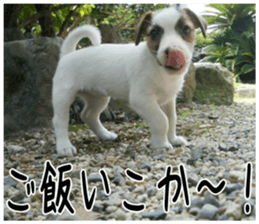 MIEDOG Jack Russell terrier sticker 6 sticker #14634938