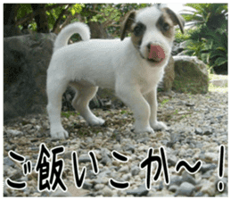 MIEDOG Jack Russell terrier sticker 6 sticker #14634938
