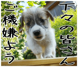 MIEDOG Jack Russell terrier sticker 6 sticker #14634939