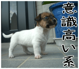 MIEDOG Jack Russell terrier sticker 6 sticker #14634940