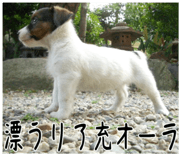 MIEDOG Jack Russell terrier sticker 6 sticker #14634941