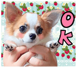 my dog hana 2 sticker #14635542