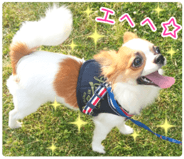 my dog hana 2 sticker #14635543