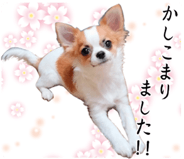 my dog hana 2 sticker #14635546