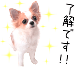 my dog hana 2 sticker #14635547