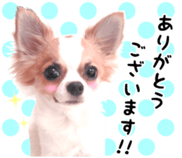 my dog hana 2 sticker #14635548