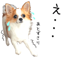my dog hana 2 sticker #14635549
