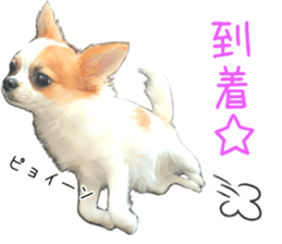 my dog hana 2 sticker #14635550