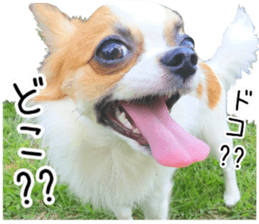 my dog hana 2 sticker #14635551