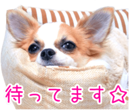 my dog hana 2 sticker #14635553