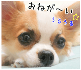 my dog hana 2 sticker #14635554