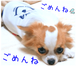 my dog hana 2 sticker #14635556