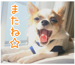 my dog hana 2 sticker #14635557