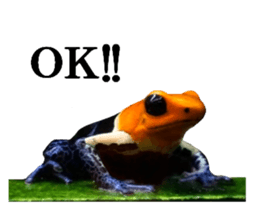 Poison dart frog of photo sticker #14635750