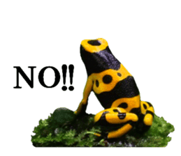 Poison dart frog of photo sticker #14635751