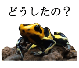 Poison dart frog of photo sticker #14635752