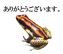 Poison dart frog of photo sticker #14635753