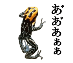 Poison dart frog of photo sticker #14635756