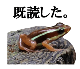 Poison dart frog of photo sticker #14635758