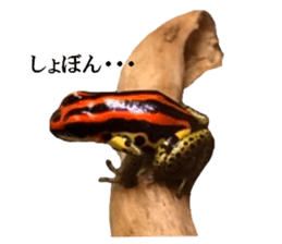 Poison dart frog of photo sticker #14635759