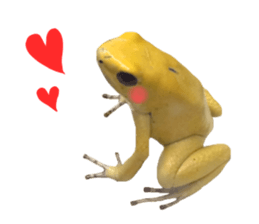 Poison dart frog of photo sticker #14635760