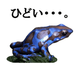 Poison dart frog of photo sticker #14635762