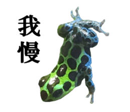 Poison dart frog of photo sticker #14635764