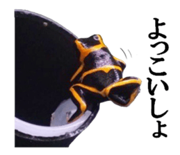 Poison dart frog of photo sticker #14635765