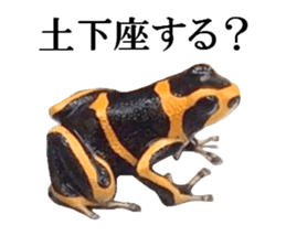 Poison dart frog of photo sticker #14635767