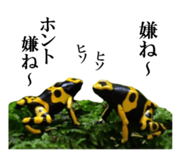 Poison dart frog of photo sticker #14635769