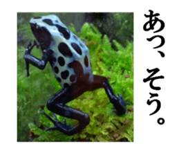 Poison dart frog of photo sticker #14635772