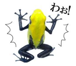 Poison dart frog of photo sticker #14635773