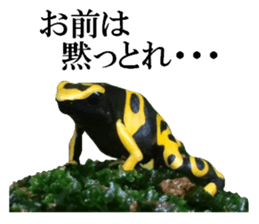 Poison dart frog of photo sticker #14635775
