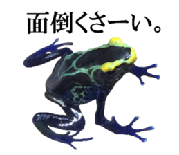 Poison dart frog of photo sticker #14635777