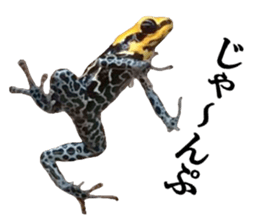 Poison dart frog of photo sticker #14635778