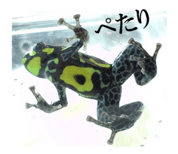 Poison dart frog of photo sticker #14635779