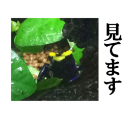 Poison dart frog of photo sticker #14635781